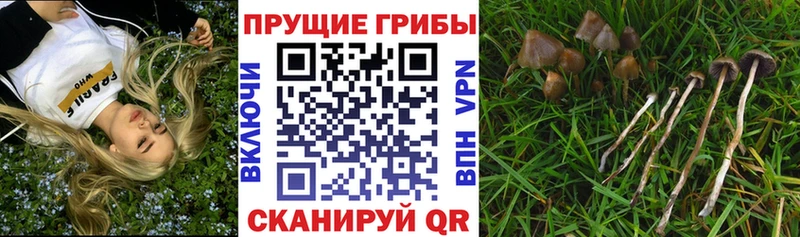 Галлюциногенные грибы мицелий  закладка  Долгопрудный 